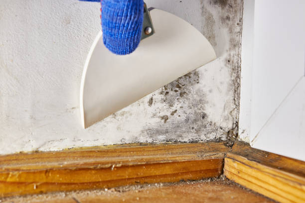 Mold Removal for HVAC Installations in Kenilworth, IL